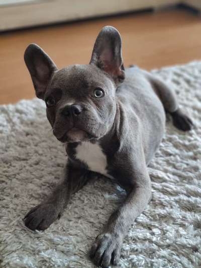 Französische Bulldoggen-Beitrag-Bild