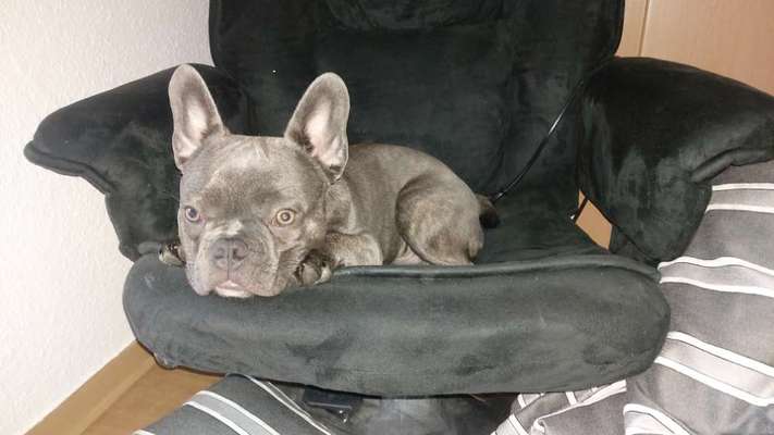 Französische Bulldoggen-Beitrag-Bild