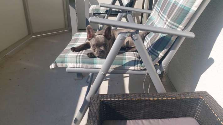 Französische Bulldoggen-Beitrag-Bild