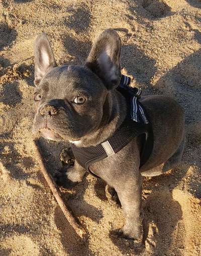 Französische Bulldoggen-Beitrag-Bild