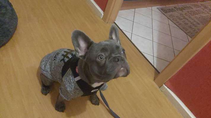 Französische Bulldoggen-Beitrag-Bild