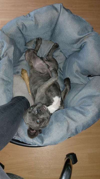 Französische Bulldoggen-Beitrag-Bild