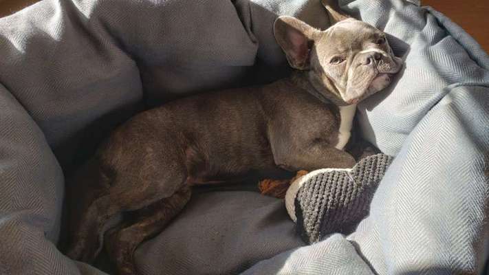 Französische Bulldoggen-Beitrag-Bild