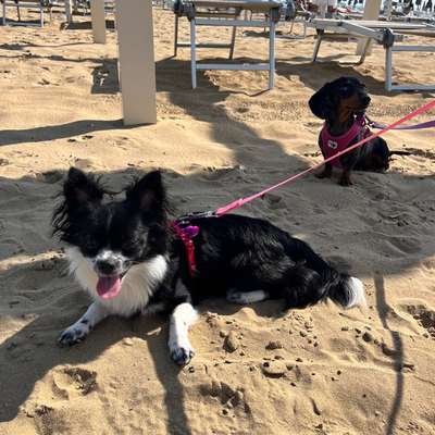 Hundetreffen-Hundebegegnungen üben-Bild