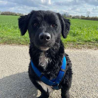 Hundetreffen-Hundetreffen für gemeinsame Spaziergänge-Bild