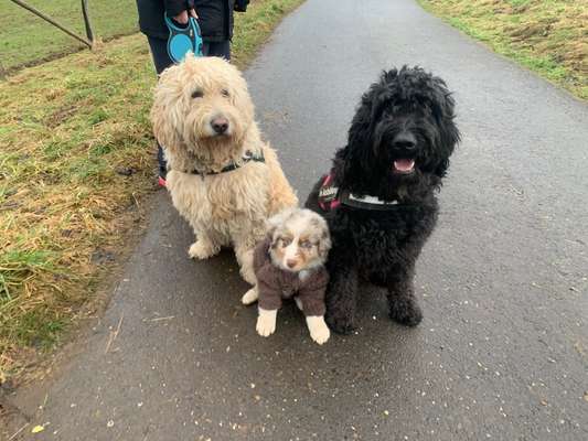 Hundetreffen-Treffen zum Spielen und toben-Bild