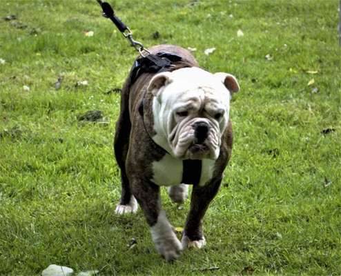 Reinrassige Hunde?-Beitrag-Bild