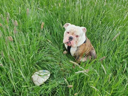 Französische Bulldoggen-Beitrag-Bild