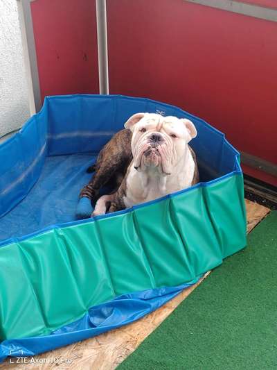 Reinrassige Hunde?-Beitrag-Bild