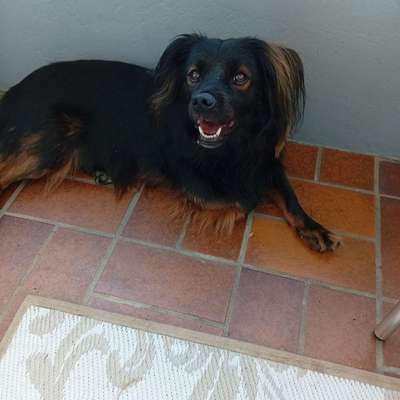 Hundetreffen-Laufen und spielen Wasseralfingen-Bild