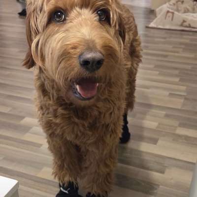 Suchmeldung-Amelie-Bild