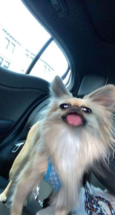 Fotochallenge Nr. 59 - Mein Hund zeigt die Zunge-Beitrag-Bild