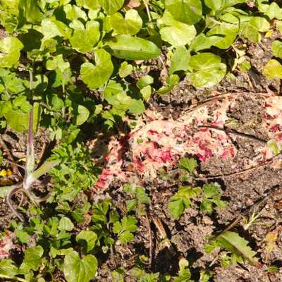 Giftköder-Undefinierbarer Brei-Bild