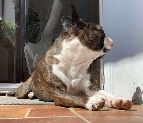 Französische Bulldoggen-Beitrag-Bild