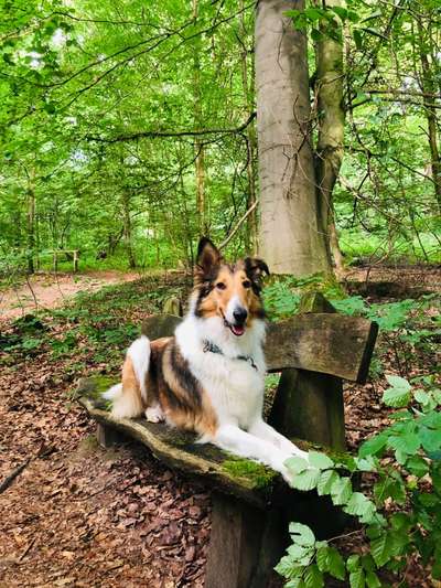 Foto -Challenge  Thema : Dein Hund Im Wald-Beitrag-Bild