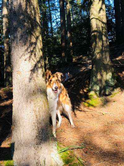 Foto -Challenge  Thema : Dein Hund Im Wald-Beitrag-Bild