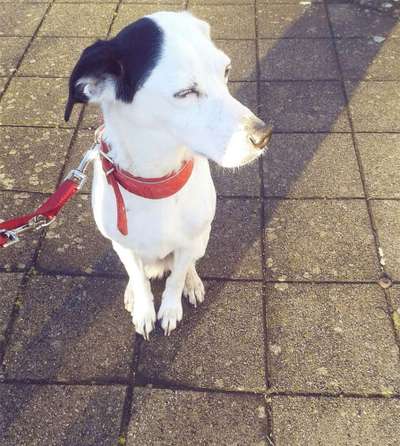 Wie "jung" haben sich eure Hunde gehalten ?-Beitrag-Bild