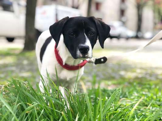 Hundetreffen-Spielfreunde für Nara gesucht-Bild