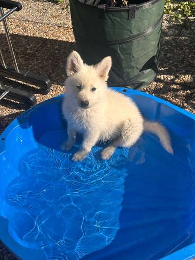 Hundetreffen-Kleiner Arkani sucht nette Welpen-Bild