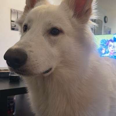 Hundetreffen-Arkani sucht Freunde-Bild