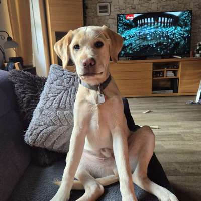 Hundetreffen-Spielgefährte-Bild