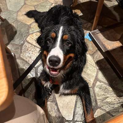 Hundetreffen-Training im Freilauf-Bild