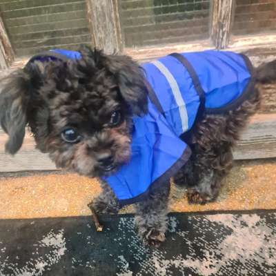 Hundetreffen-Spielrunde-Bild