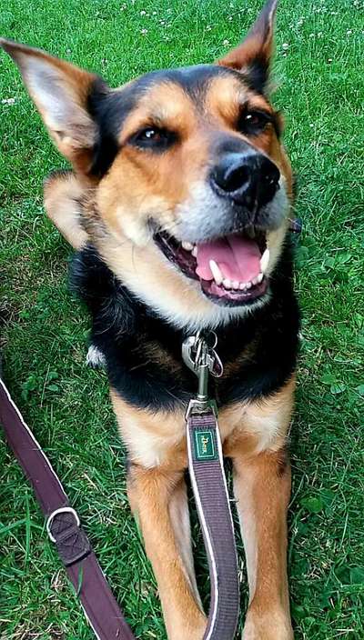 Unsere Fellnasen im Regenbogenland-Beitrag-Bild