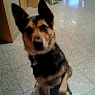 Unsere Fellnasen im Regenbogenland-Beitrag-Bild