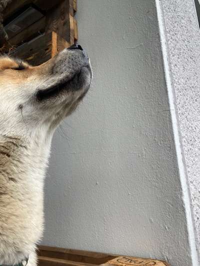 Hundenase läuft-Beitrag-Bild