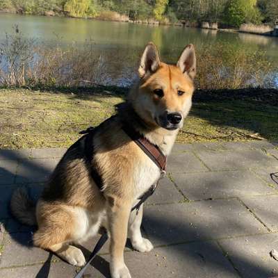 Hundetreffen-Freunde zum spazieren gehen und spielen gesucht-Bild