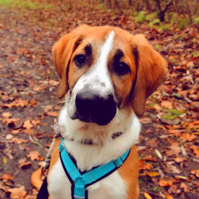 Schöne Wanderstrecken gesucht....🐕-Beitrag-Bild