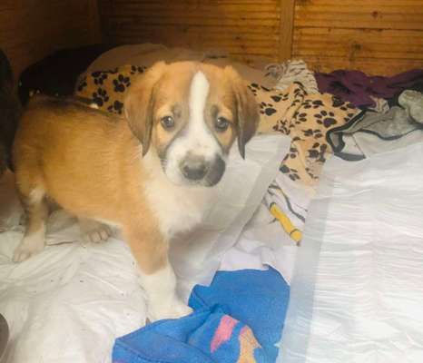 Welpen Bilder !-Beitrag-Bild