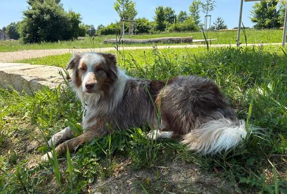 Hundetreffen-Dogdance Dogtrick-Bild