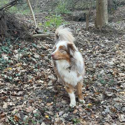 Hundetreffen-Nette Gassirunden-Bild