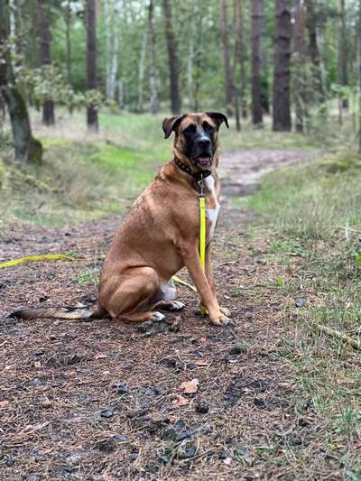 Mischlinge raten - Rätselspaß-Beitrag-Bild