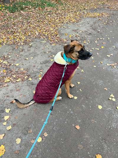 Hundekleidung - Top oder Flop-Beitrag-Bild