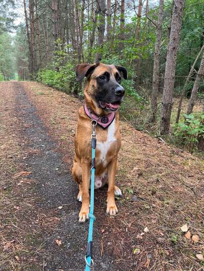 Mischlinge raten - Rätselspaß-Beitrag-Bild