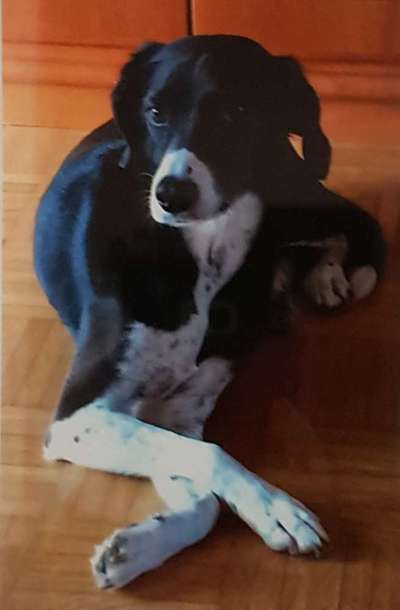 eure Spitznamen für die Vierbeiner-Beitrag-Bild