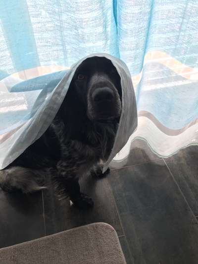 Bild wo euer Hund quatsch macht-Beitrag-Bild