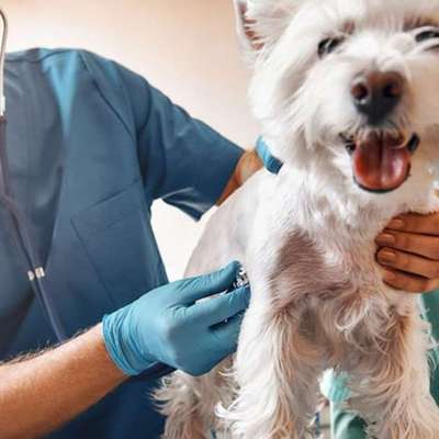 Tierärzte-Dr. med. vet. Alois Eggert-Bild