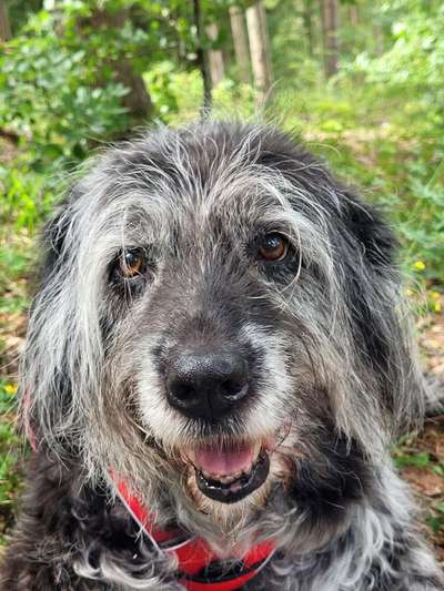 Hunde Porträt (Portrait) Galerie....-Beitrag-Bild