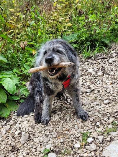 Dogorama Photo Challenge - Mein Holz und ich-Beitrag-Bild