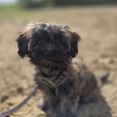 Hundetreffen-Treffen mit kleinen Hunden-Bild