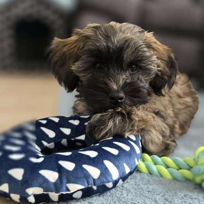 Hundetreffen-Welpentreffen-Bild