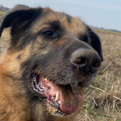 Hundetreffen-Hunde für Training mit Leinenpöbler gesucht-Profilbild