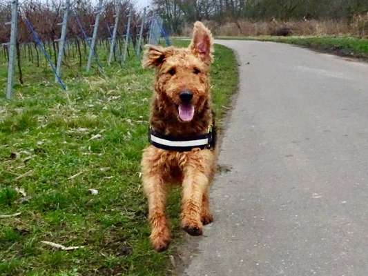 Airedale Terrier-Beitrag-Bild