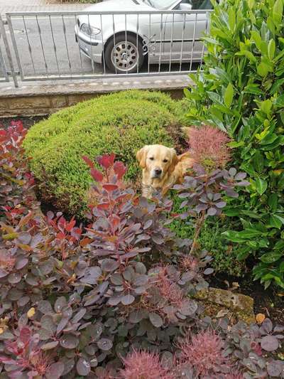 Wo sind die Golden Retriever Liebhaber?-Beitrag-Bild