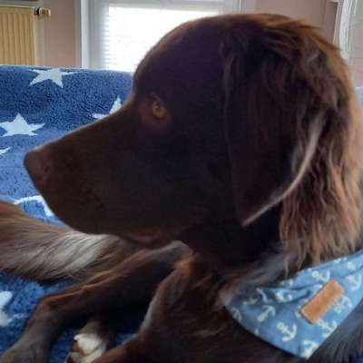 Hundetreffen-Gassirunde in Dohna :)-Bild