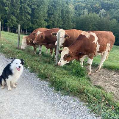 Hundetreffen-Gassirunde-Bild